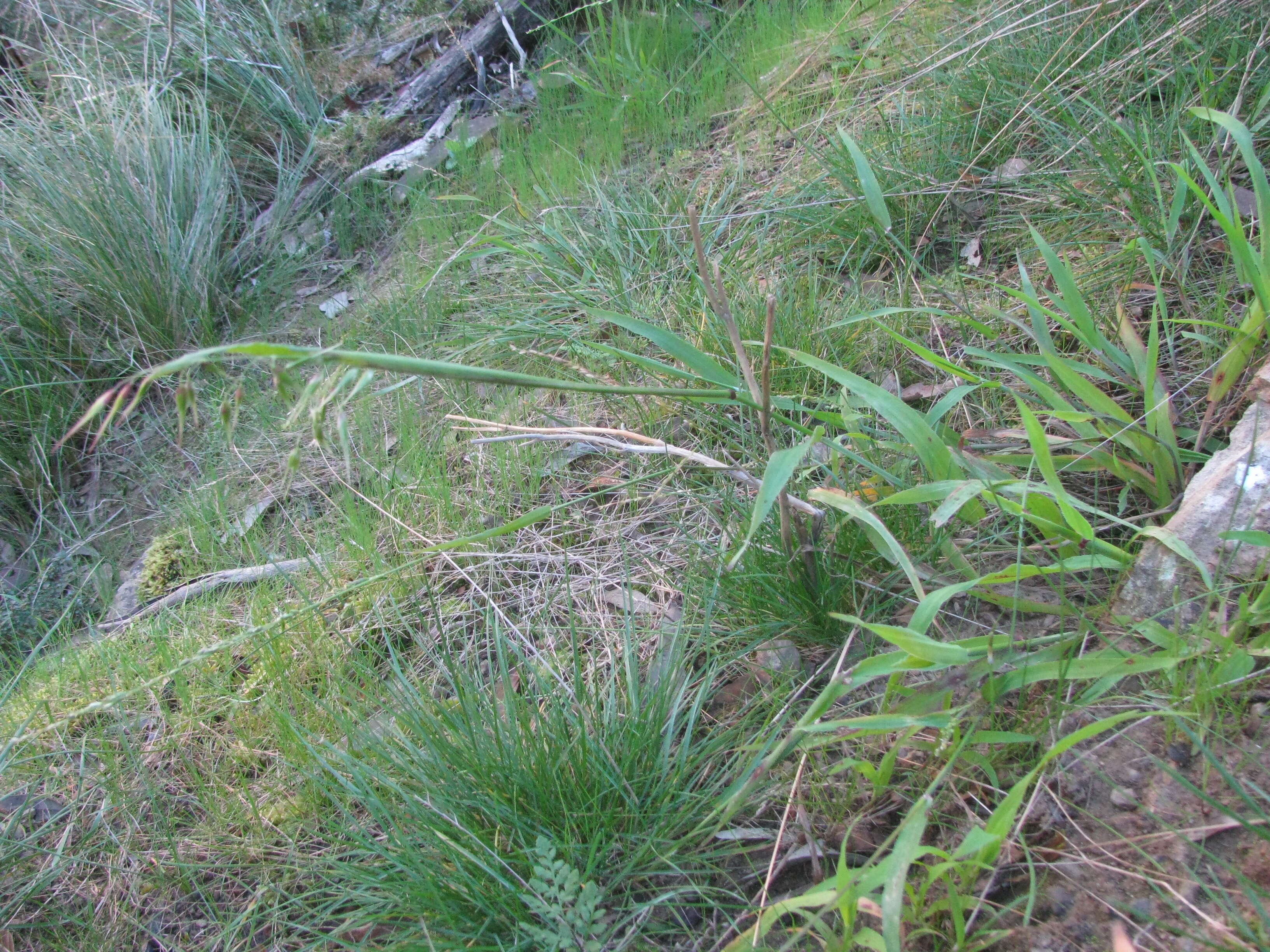 Image of veldtgrass