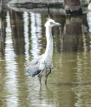 Image of Pacific Heron