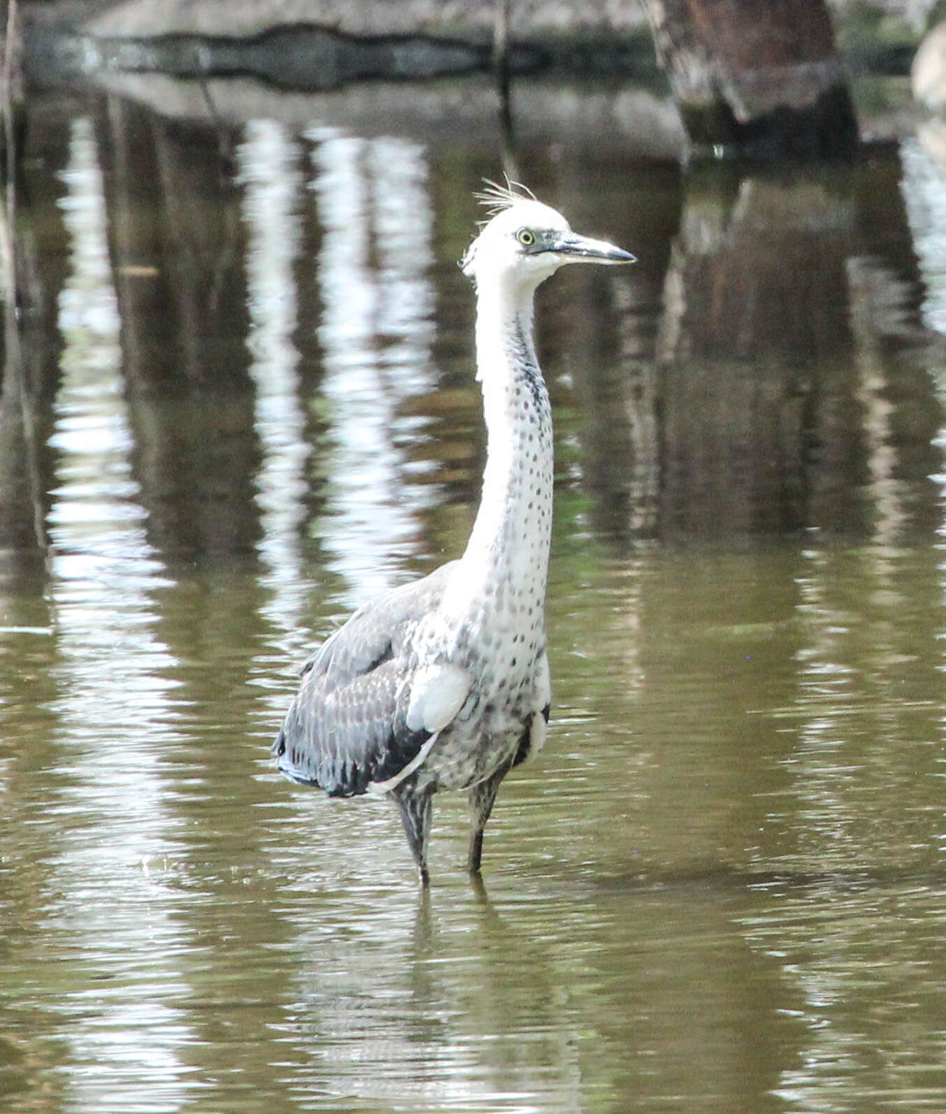 Image of Pacific Heron