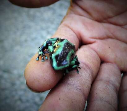 Image of Dendrobates Wagler 1830