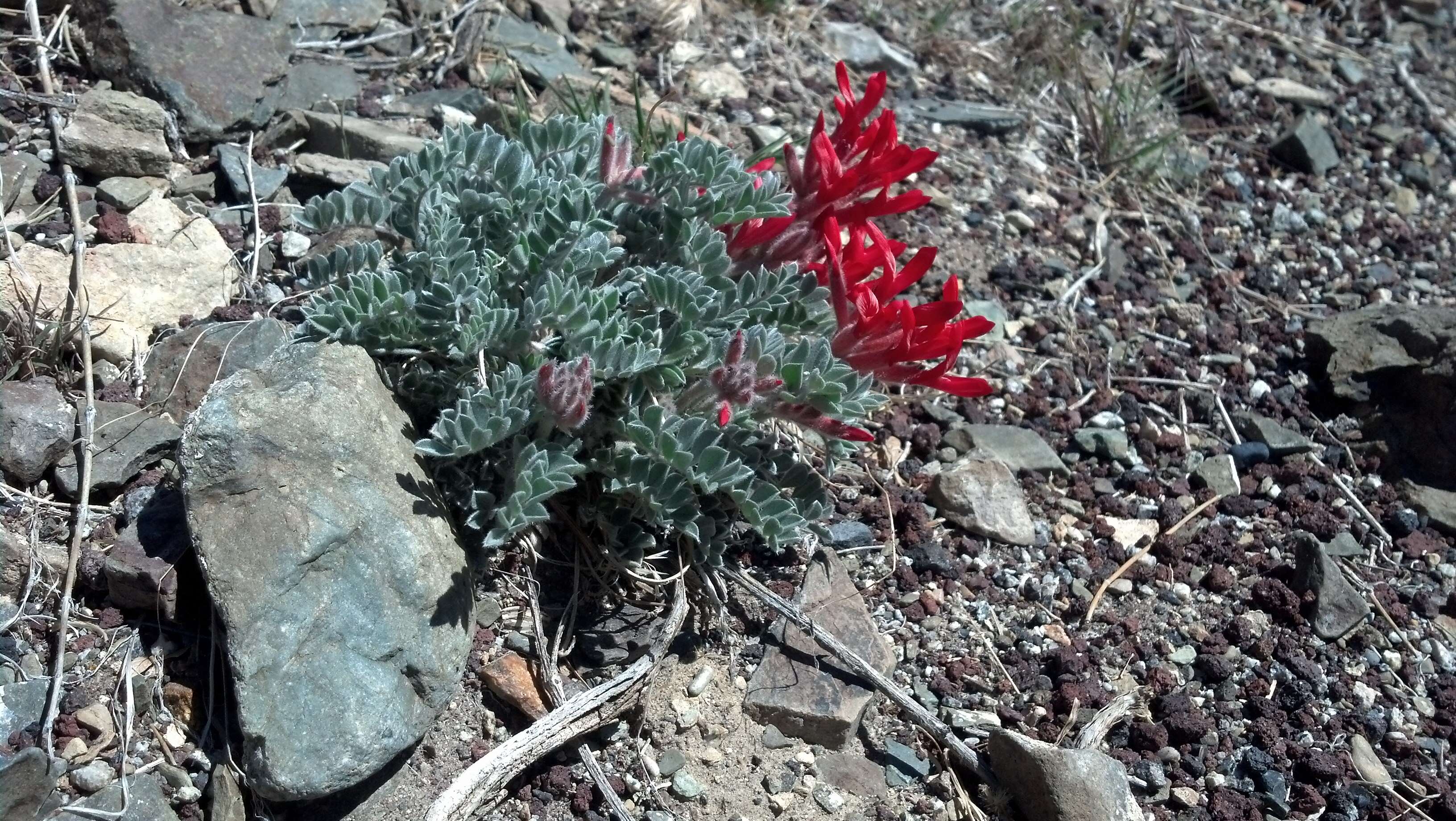 Image of scarlet milkvetch