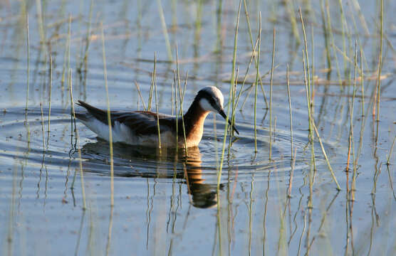 Image of Wilson's Phalarope