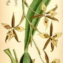 Sivun Odontoglossum maculatum kuva
