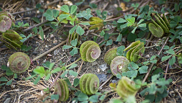 Image of blackdisk medick