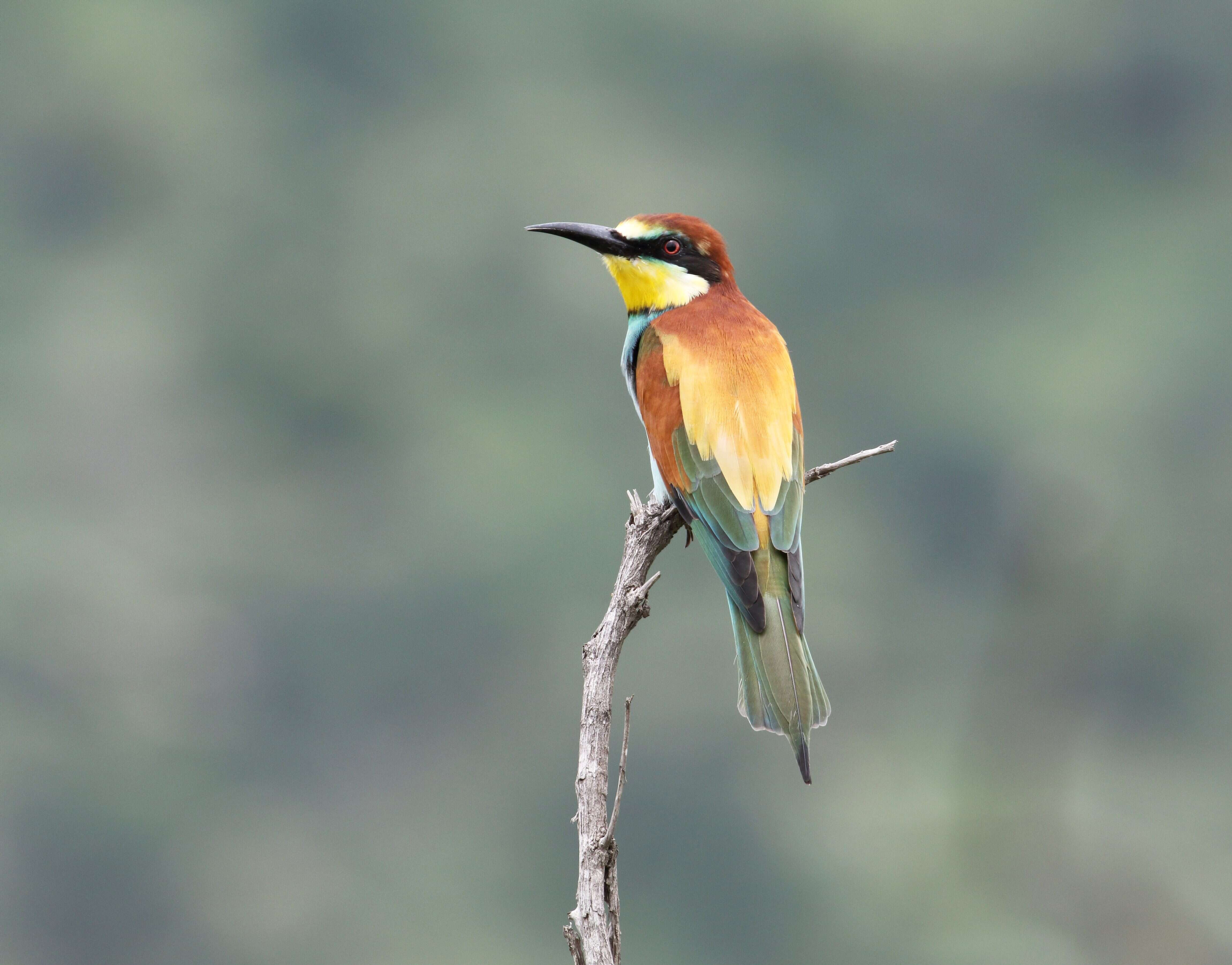 Image of bee-eater, european bee-eater