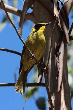 Image of Yellow-tufted Honeyeater