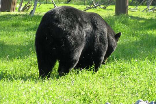 Image of American Black Bear