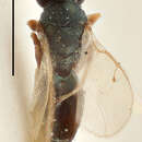 Trichomalus frontalis (Thomson 1878) resmi