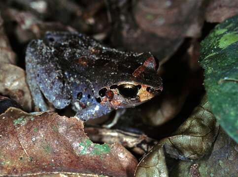 Image of Buea Screeching Frog