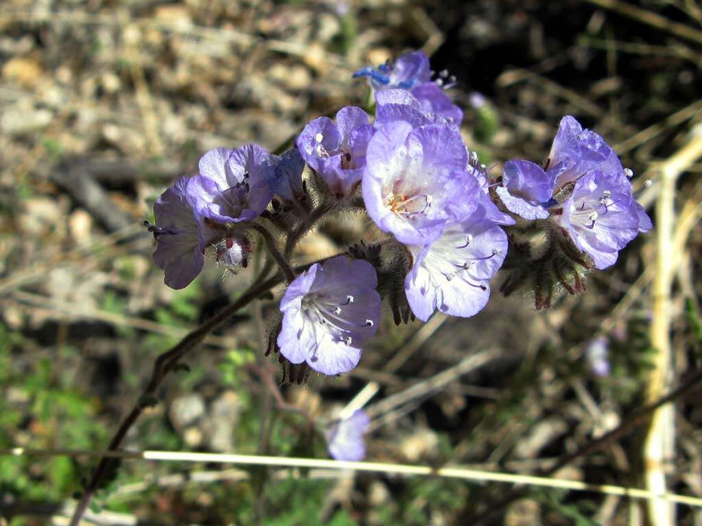 Phacelia distans Benth.的圖片