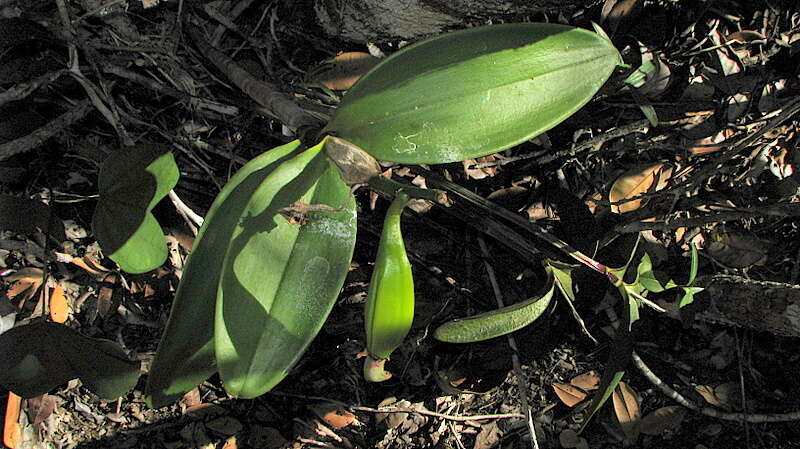 Image of Cattleya granulosa Lindl.