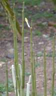 Image of Ceropegia dichotoma Haw.