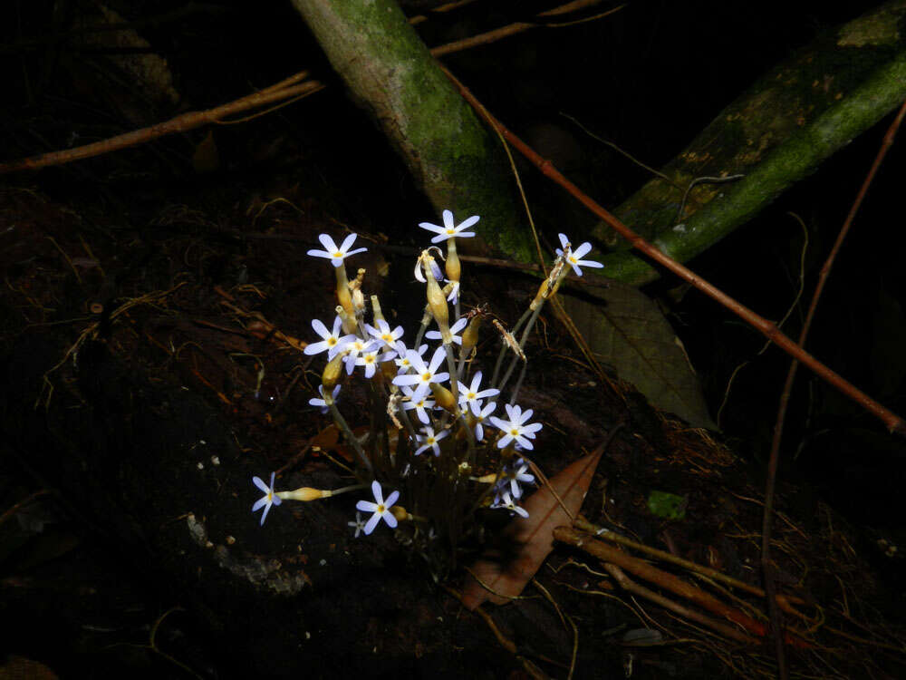 Image of ghostplant