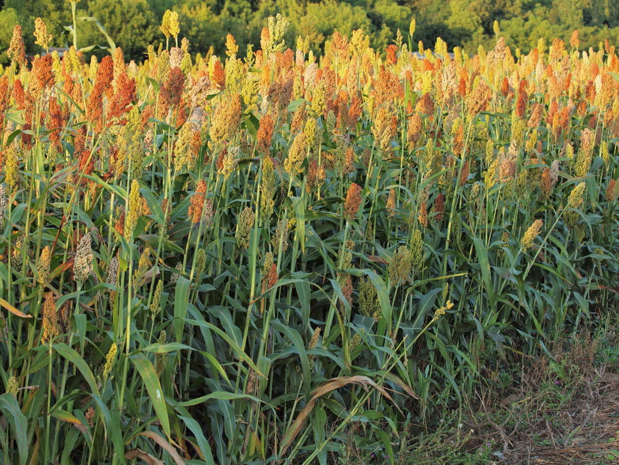 Image of sorghum