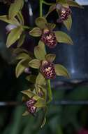 Cymbidium Auburn的圖片