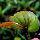 Image of Cyanotis cristata (L.) D. Don