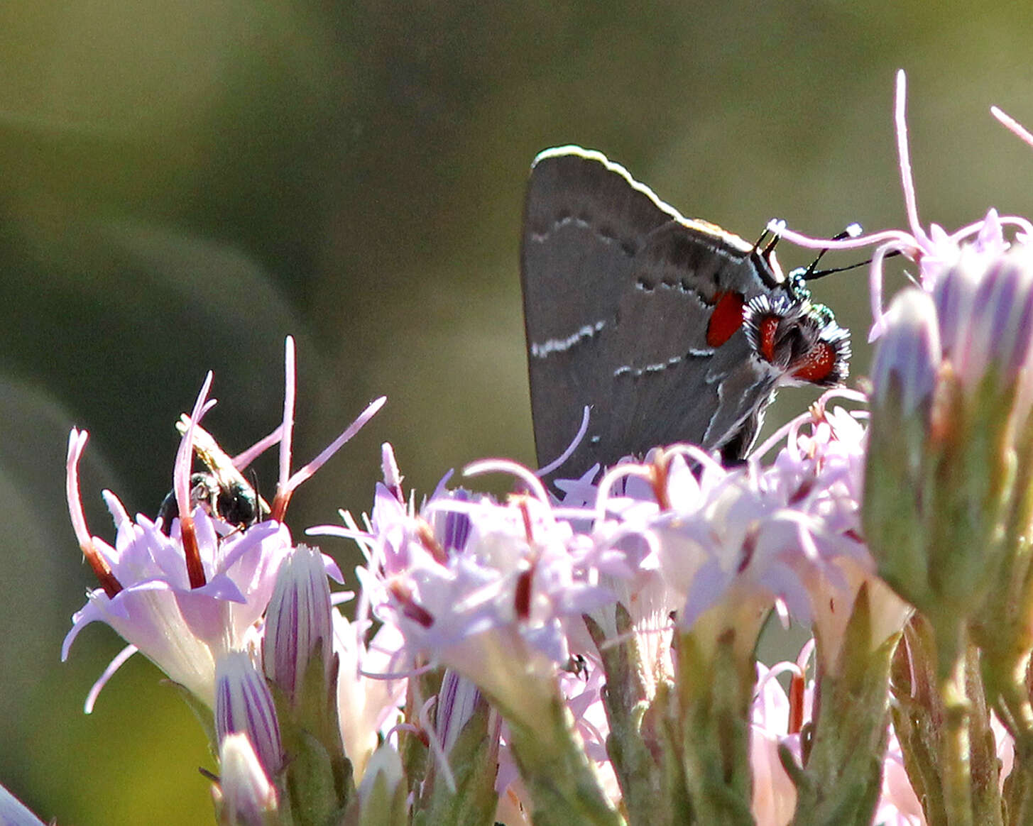 Image of White-M Hairstreak