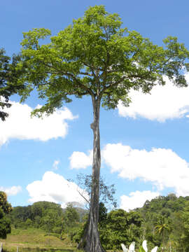 Image of kapoktree