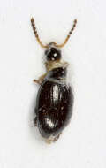 Image of beet flea beetle