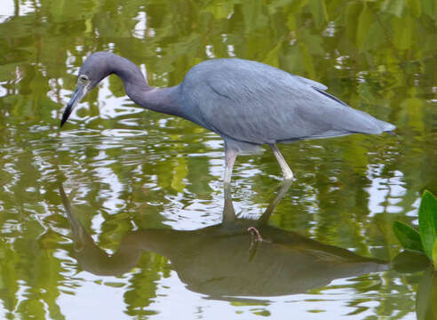 Image of Egretta Forster & T 1817