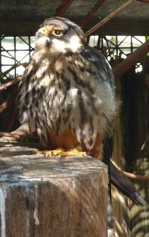 Image of Eurasian Hobby