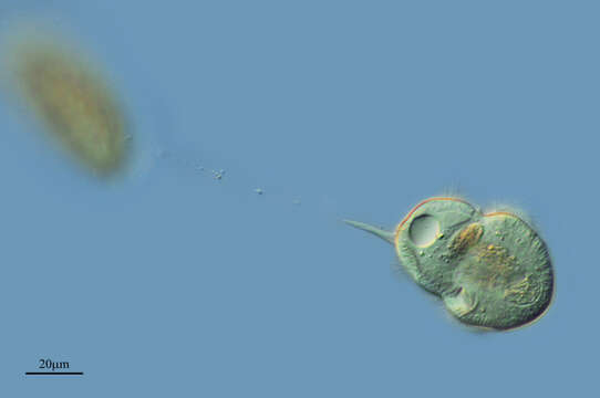 Image of Urocentridae