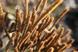 Image de Amorpha canescens Pursh