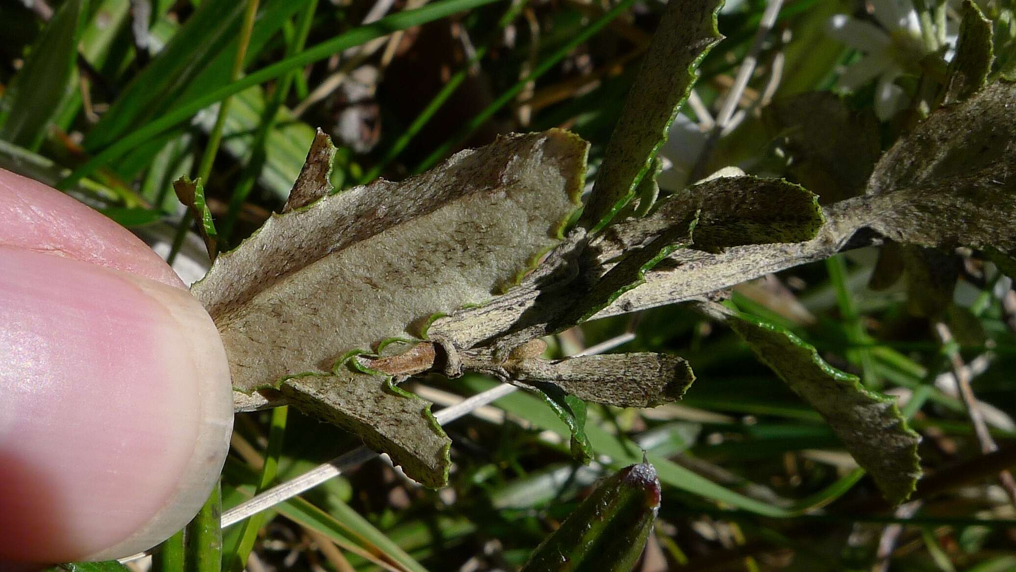Image of Olearia myrsinoides (Labill.) F. Müll.