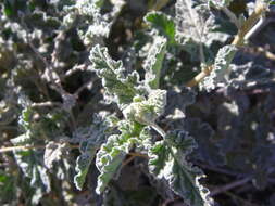 Image of globemallow