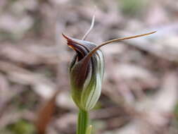 Image of Maroonhood