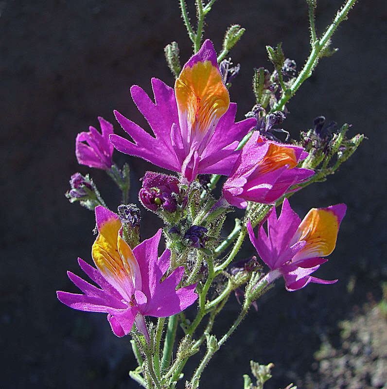 Image of butterfly flower