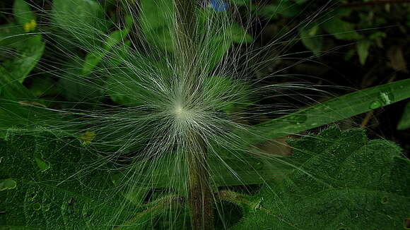 Image of Oxypetalum harleyi (Fontella & Goyder) Farin.