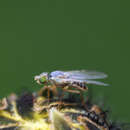Image of Sonchus fly
