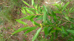 Plancia ëd Persoonia adenantha Domin