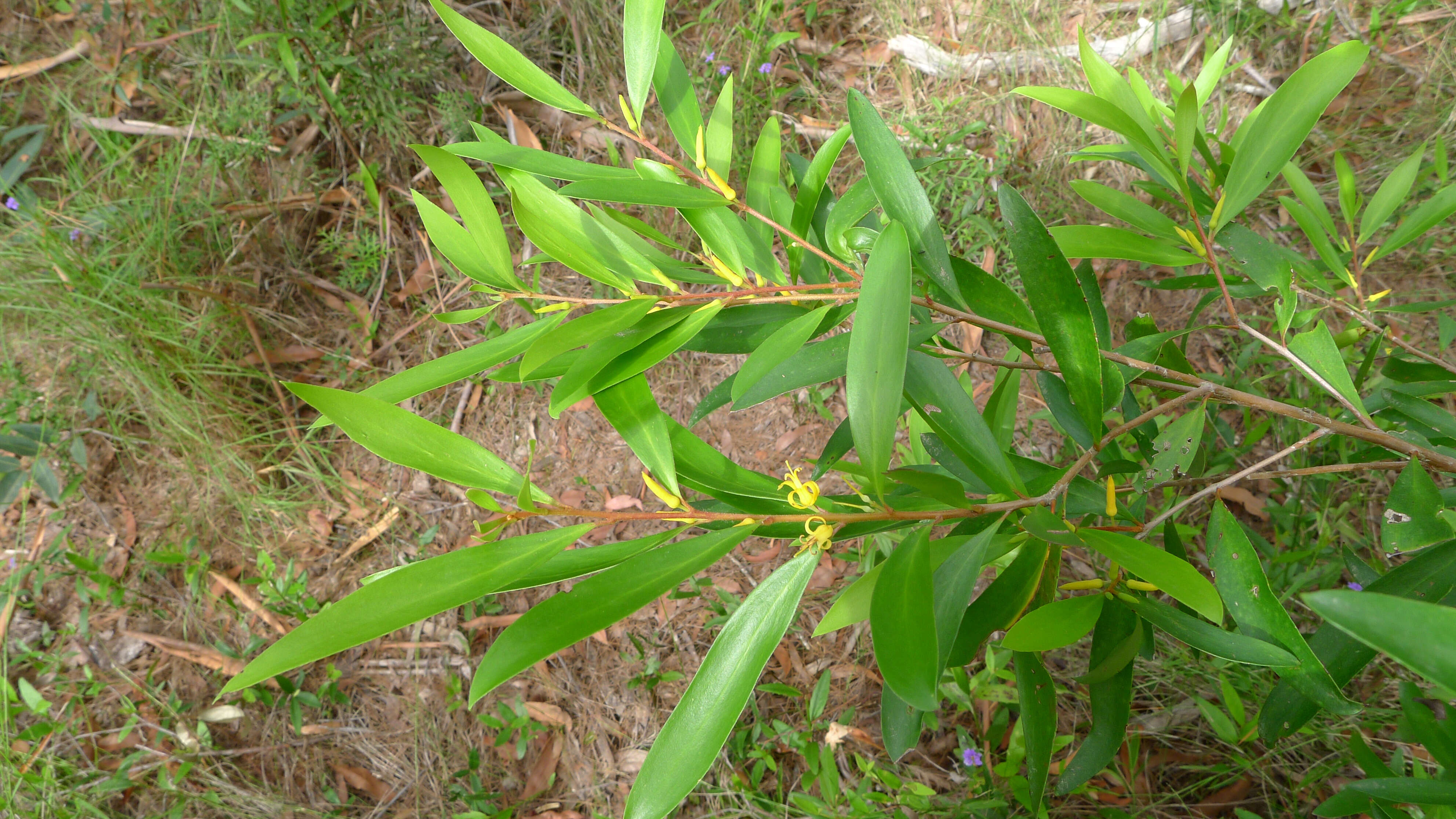 Plancia ëd Persoonia adenantha Domin