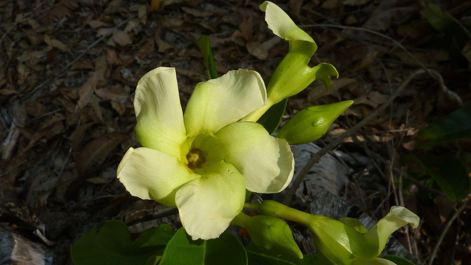 Imagem de Odontadenia lutea (Vell. Conc.) Markgr.