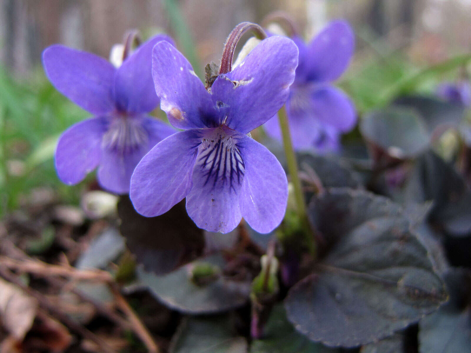 Image of alpine violet