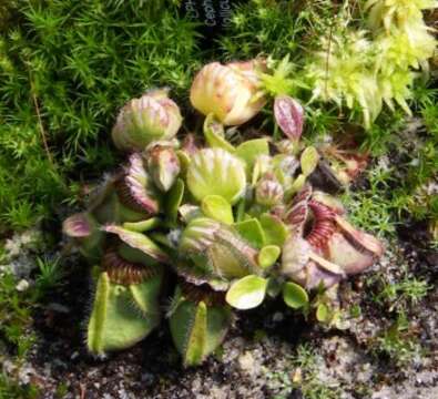 Image of Cephalotus