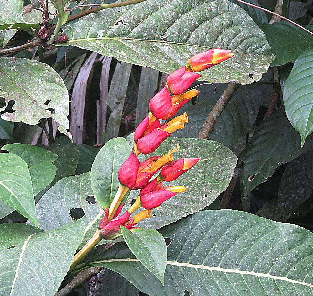 Acanthaceae resmi