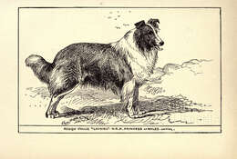 Image of gray wolf