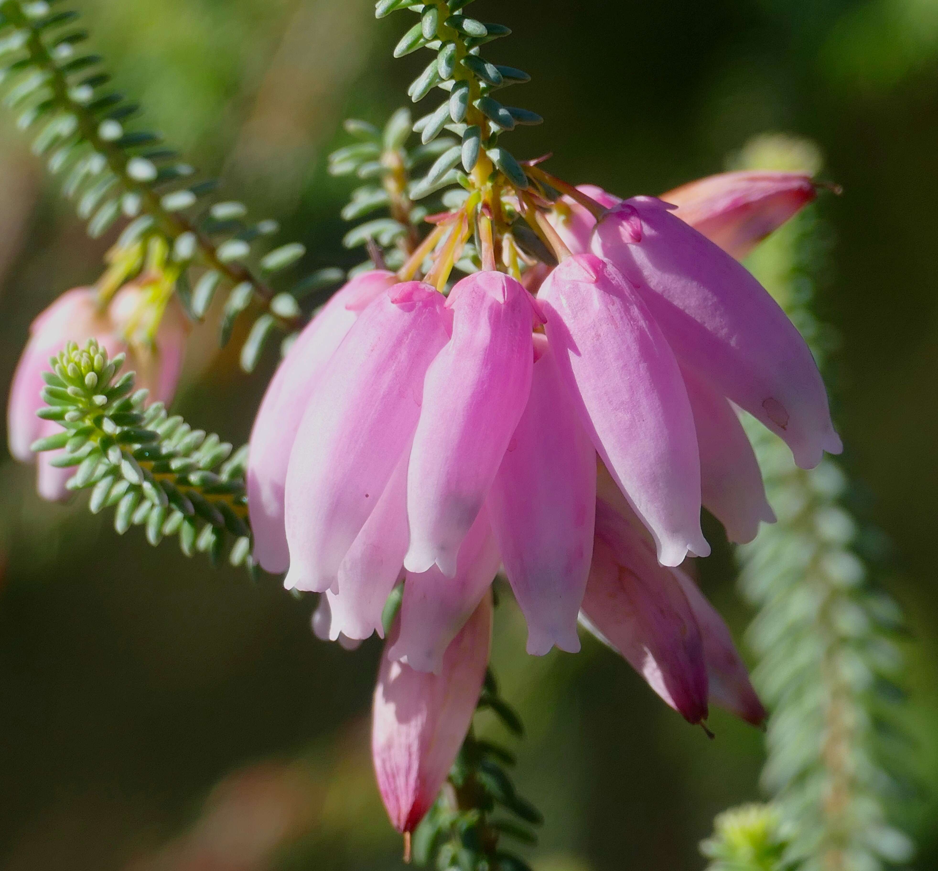 Image of nine-pin heath