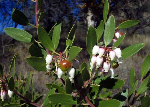 Image of pointleaf manzanita