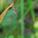 Image of Great Spreadwing