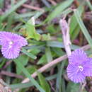 Image of Naked-Stem Dewflower