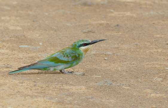 Image of Merops Linnaeus 1758