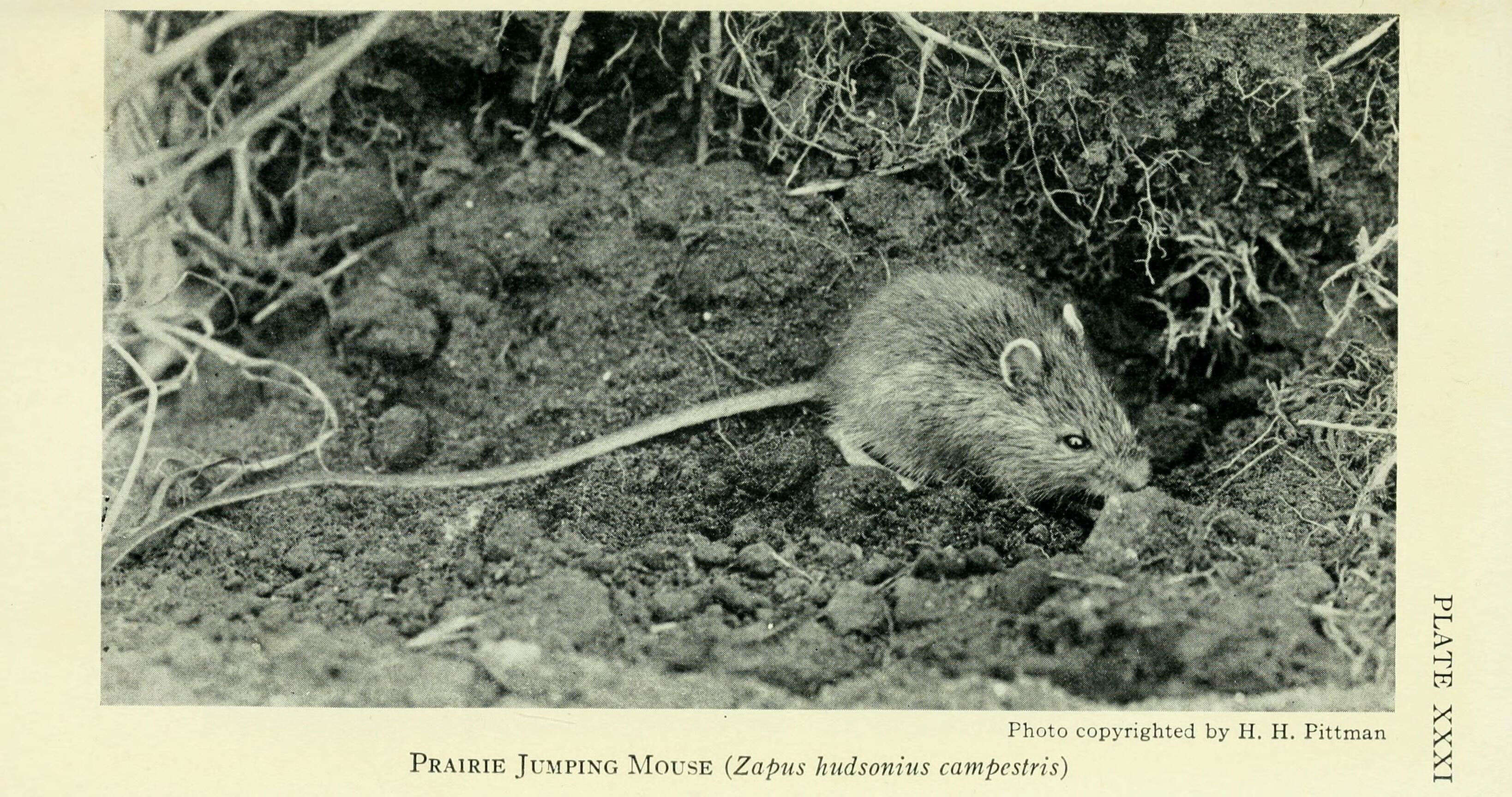 Image of Zapus hudsonius campestris