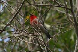 Image of Scarlet Honeyeater