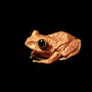 Image of Aubry's tree frog