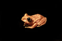 Image of Aubry's tree frog