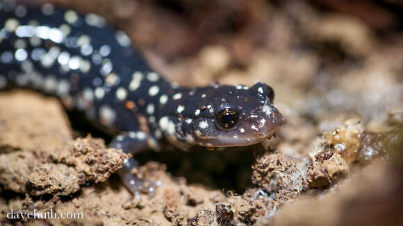 Image de Plethodon glutinosus (Green 1818)